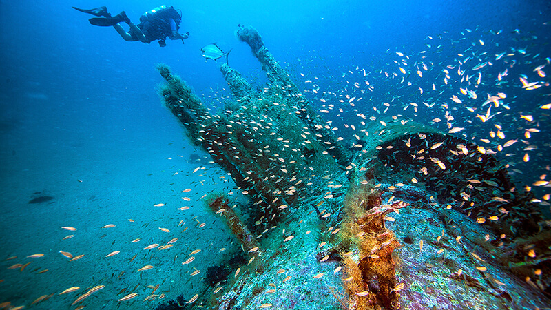 School of fish swim over a wreck with diver in the background